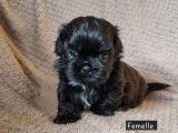 5 chiots Shih Tzu LOF à réserver