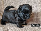 5 chiots Shih Tzu LOF à réserver