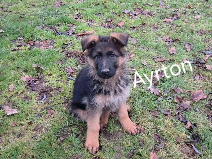 3 chiots mâles Bergers Allemands LOF nés le 7 novembre 2025 à vendre