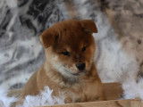 1 chiot Shiba Inu femelle, rousse LOF de novembre 2025 à vendre
