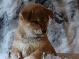 1 chiot Shiba Inu femelle, rousse LOF de novembre 2025 à vendre