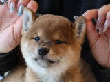 1 chiot Shiba Inu femelle, rousse LOF de novembre 2025 à vendre