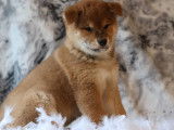 1 chiot Shiba Inu femelle, rousse LOF de novembre 2025 à vendre