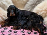 11 chiots Setter Gordons LOF nés en décembre 2025 à réserver