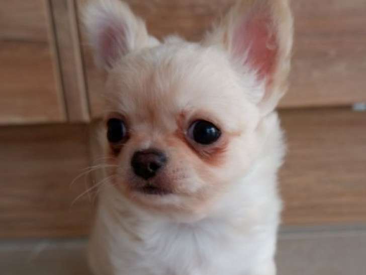1 chiot Chihuahua mâle sable et blanc LOF de novembre 2025 disponible à la vente