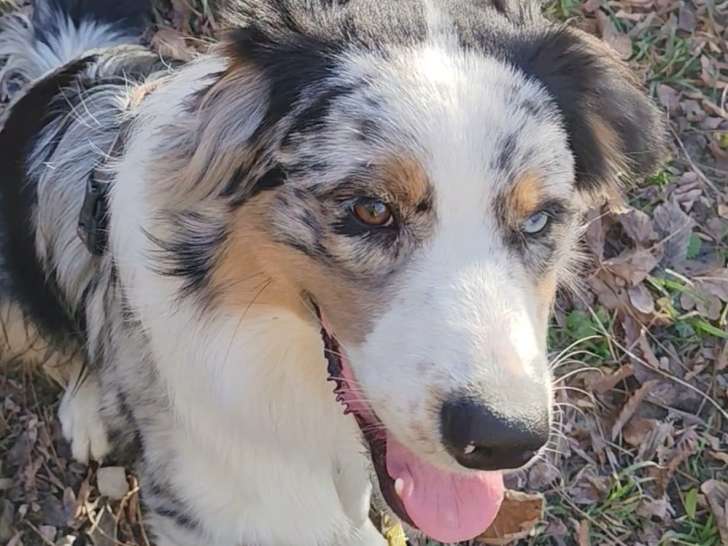 Jeune mâle Berger Australien LOF à vendre