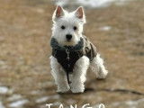 Tango, chiot mâle Westie à vendre