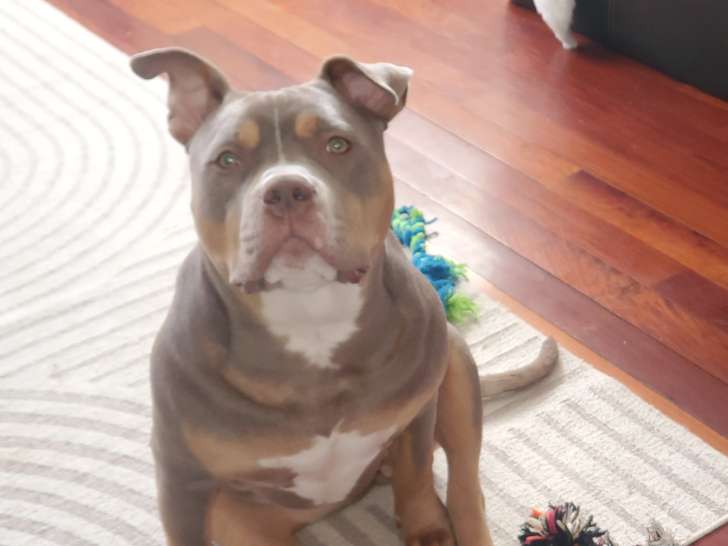 Jeune femelle Bully Americain tricolore de 10 mois à vendre