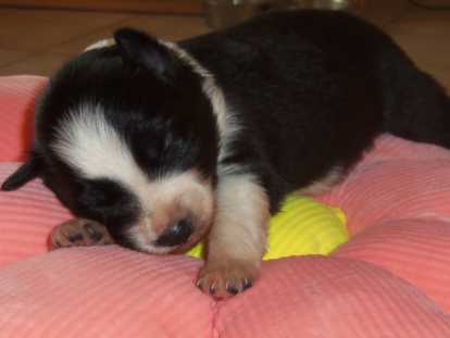 Chiots Border Collie à réserver