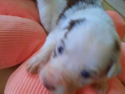 Chiots Border Collie à réserver