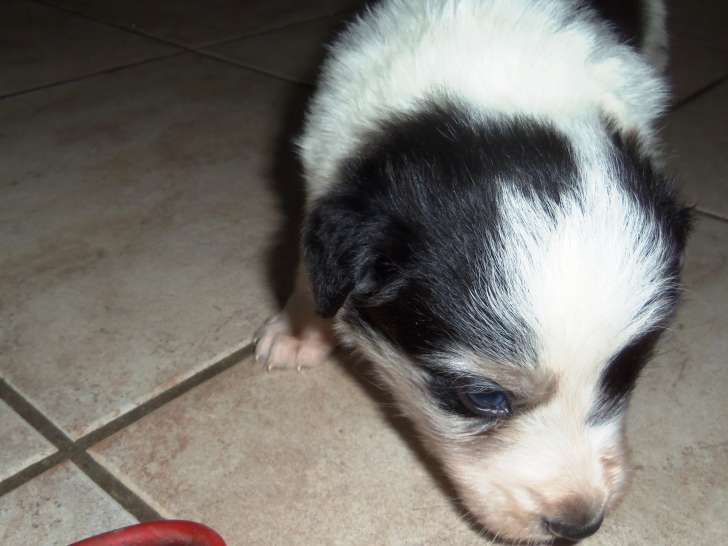 Chiots Border Collie à réserver