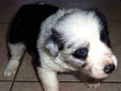 Chiots Border Collie à réserver