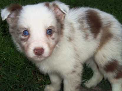 Chiots Border Collie à réserver