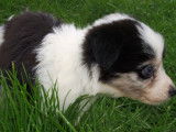 Chiots Border Collie à réserver