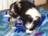 Chiots Border Collie disponible de suite