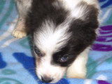 Chiots Border Collie disponible de suite