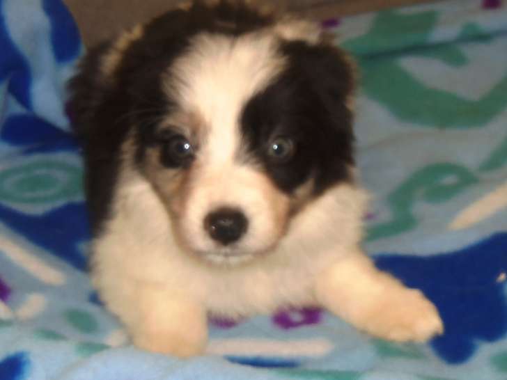 Chiots Border Collie disponible de suite