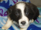 Chiots Border Collie disponible de suite