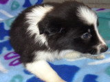 Chiots Border Collie disponible de suite