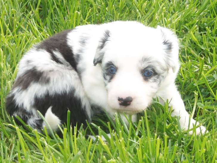 Chiots Border Collie disponible de suite