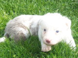 Chiots Border Collie disponible de suite