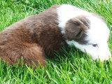 Chiots Border Collie disponible de suite