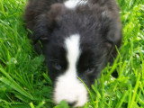 Chiots Border Collie disponible de suite