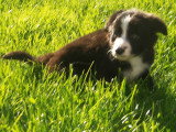Chiots Border Collie disponible de suite