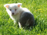 Chiots Border Collie disponible de suite