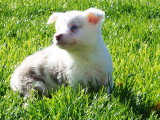 Chiots Border Collie disponible de suite