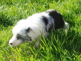 Chiots Border Collie disponible de suite