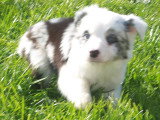 Chiots Border Collie disponible de suite