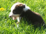 Chiots Border Collie disponible de suite