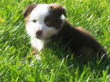 Chiots Border Collie disponible de suite