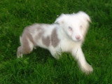 Chiots Border Collie disponible de suite dernier petit male lilac merle