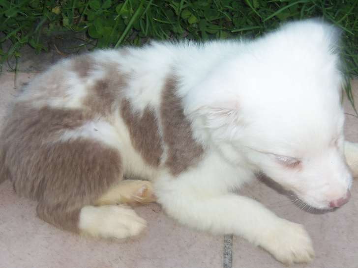 Chiots Border Collie disponible de suite dernier petit male lilac merle