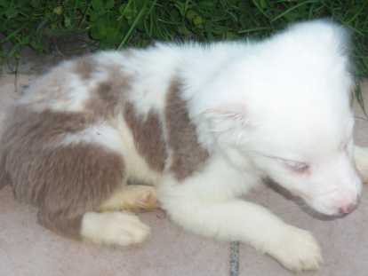 Chiots Border Collie disponible de suite dernier petit male lilac merle