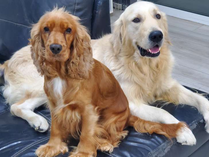 Femelle Cocker cherche mâle pour saillie