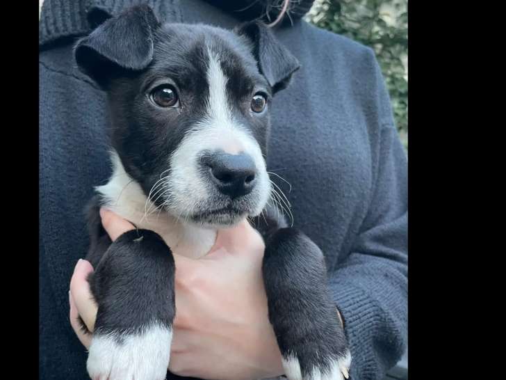 À la recherche d’une famille : chiot femelle Shar Pei de 3 mois