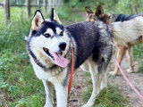 Belle, chienne Husky à adopter en association