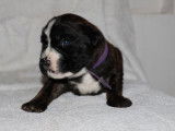 Chiots femelles Boxer LOF à vendre