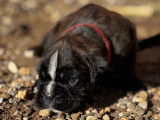 Chiots femelles Boxer LOF à vendre