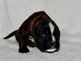Chiots femelles Boxer LOF à vendre