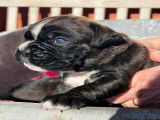Chiots femelles Boxer LOF à vendre