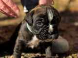 Chiots femelles Boxer LOF à vendre