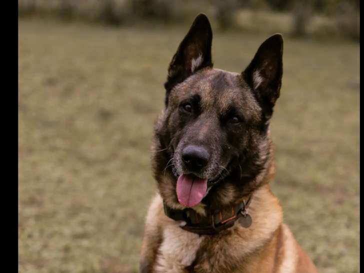 Adoption disponible : chien Berger Malinois de 10 ans