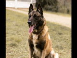 Adoption disponible : chien Berger Malinois de 10 ans