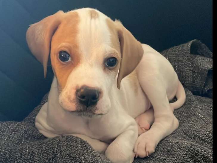 Prêt pour l’adoption : chiot mâle Pointer Anglais de 2 mois