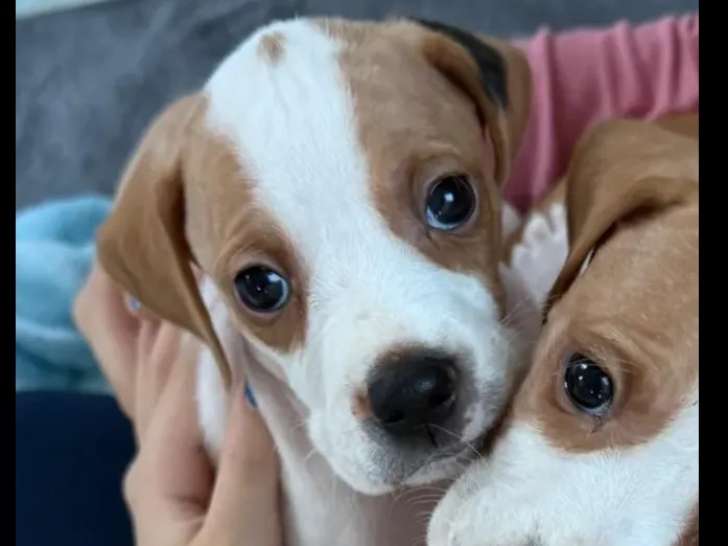 Disponible à l’adoption : chiot mâle Pointer Anglais de 2 mois