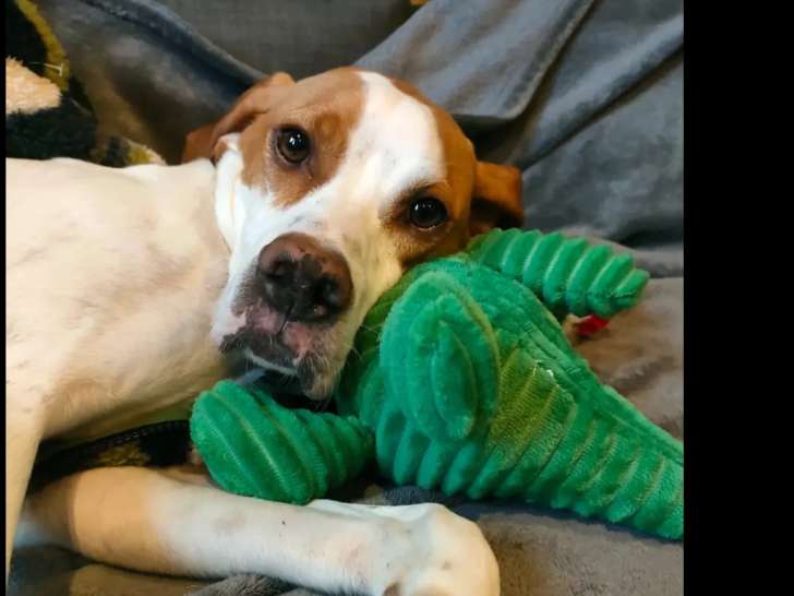 En quête d’un foyer : chienne Pointer Anglais marron et blanche